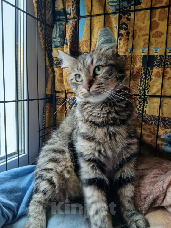 Кошки в Санкт-Петербурге: Кошечка Эльза Девочка, Бесплатно - фото 2