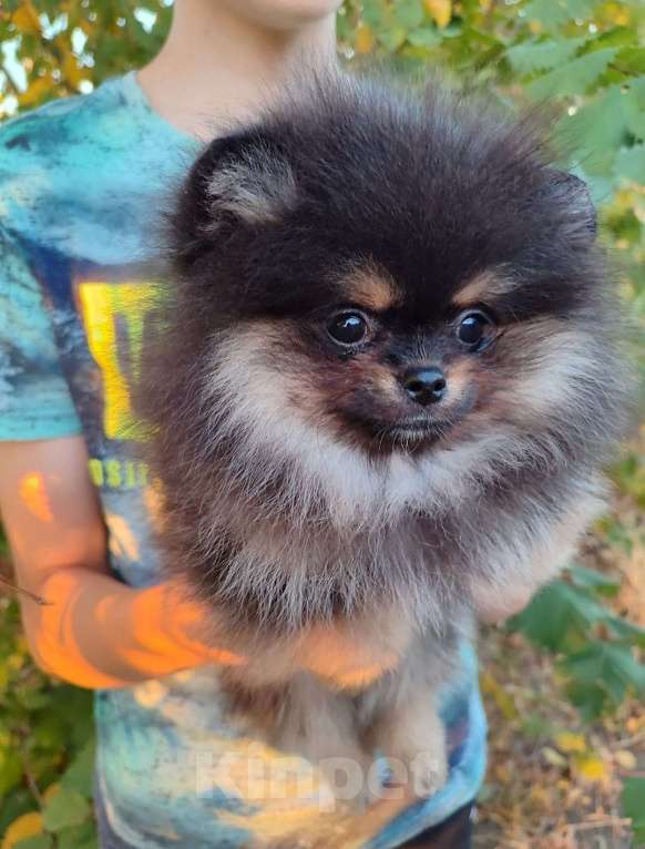 Собаки в Воронеже: Черно- подпалый шпиц Мальчик, Бесплатно - фото 2