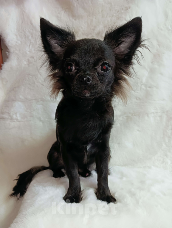 Собаки в Новосибирске: Щенок Чихуахуа Мальчик, 60 000 руб. - фото 7