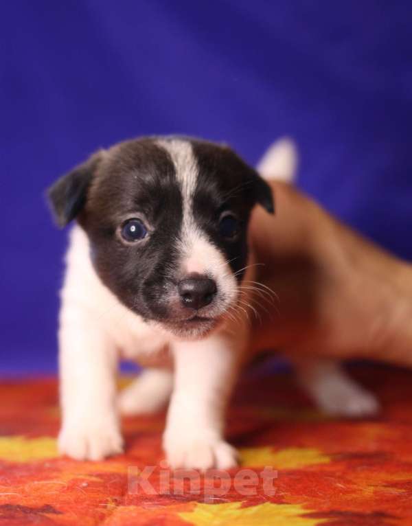 Собаки в Всеволожске: Щенок дрт девочка гладкая бело черная Девочка, 50 000 руб. - фото 4