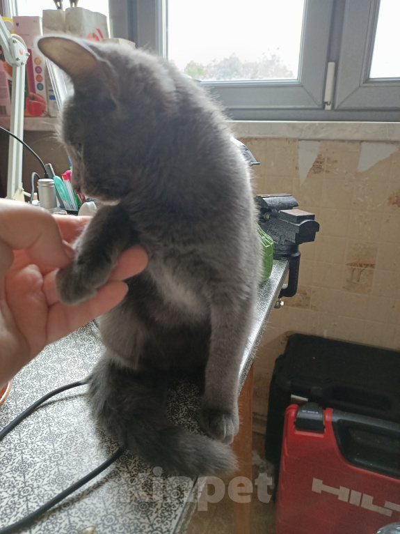 Кошки в Москве: Дымчатый котенок в дар Девочка, Бесплатно - фото 3
