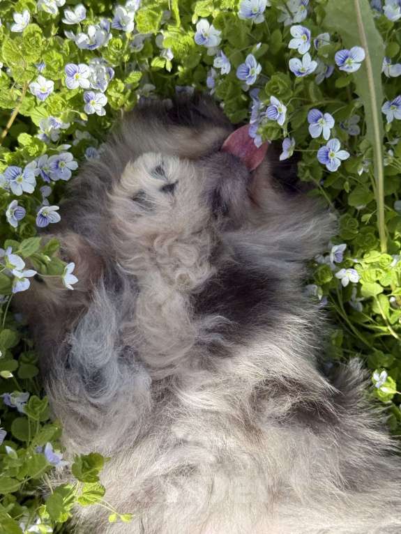 Собаки в Перми: Голубоглазая принцесса Девочка, Бесплатно - фото 4