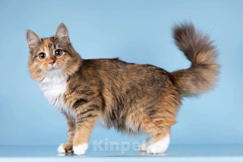 Кошки в Москве: Для котёнка-подростка Фионы ищем самые добрые руки.  Девочка, Бесплатно - фото 2