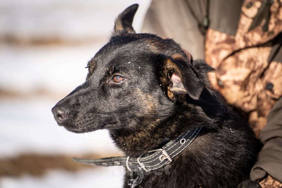 Собаки в Клине: Дейзи — позитивная собачка Девочка, Бесплатно - фото 9
