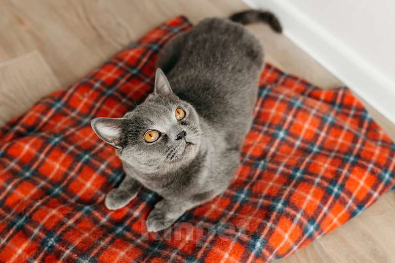 Кошки в Москве: Британская ласковая кошка Тучка в добрые руки Девочка, 1 руб. - фото 4