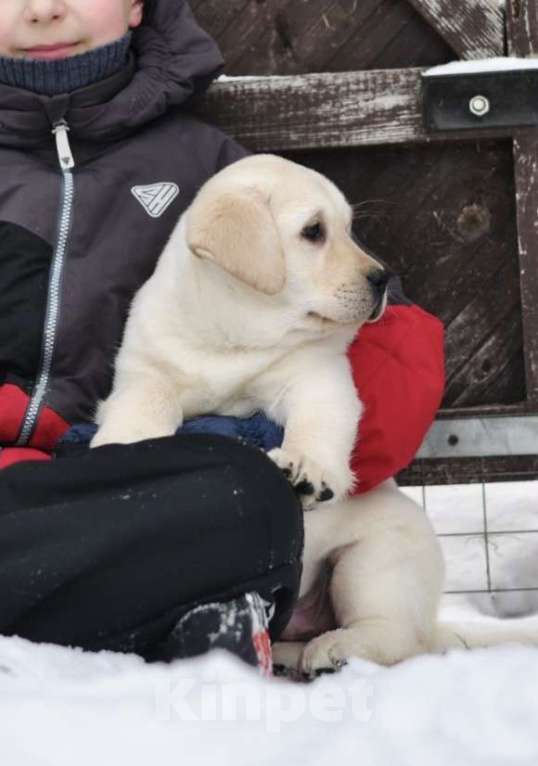 Собаки в Задонске: Мальчик Лабрадора Мальчик, 60 000 руб. - фото 3