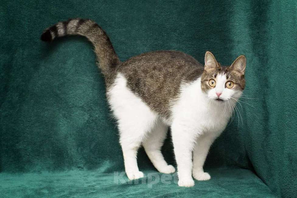 Кошки в Москве: Самая ручная кошечка Девочка, Бесплатно - фото 2