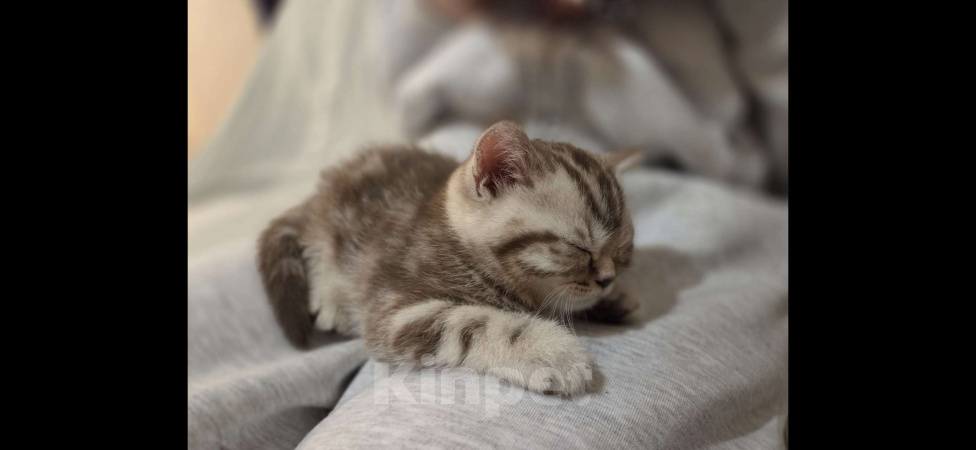 Кошки в Москве: Британские короткошёрстные котята Девочка, 47 000 руб. - фото 1