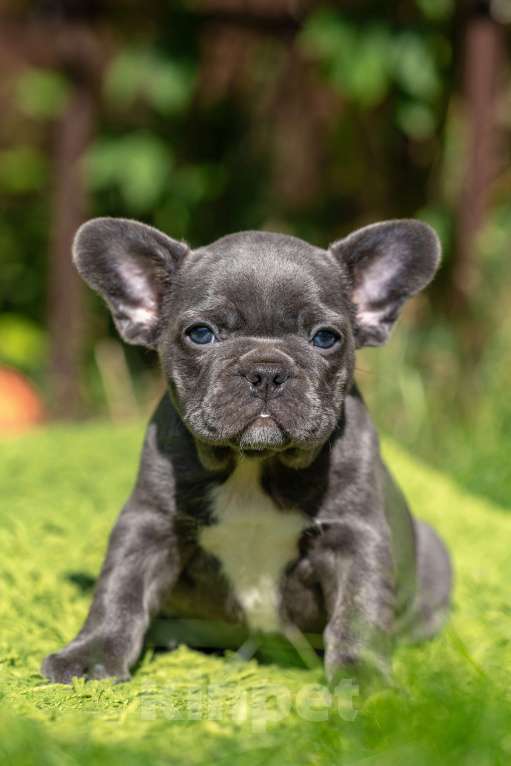 Собаки в Москве: Французский бульдог девочка Девочка, Бесплатно - фото 4