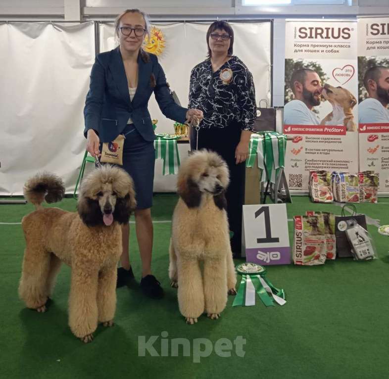 Собаки в Санкт-Петербурге: большой пудель эксклюзивного окраса Мальчик, Бесплатно - фото 2