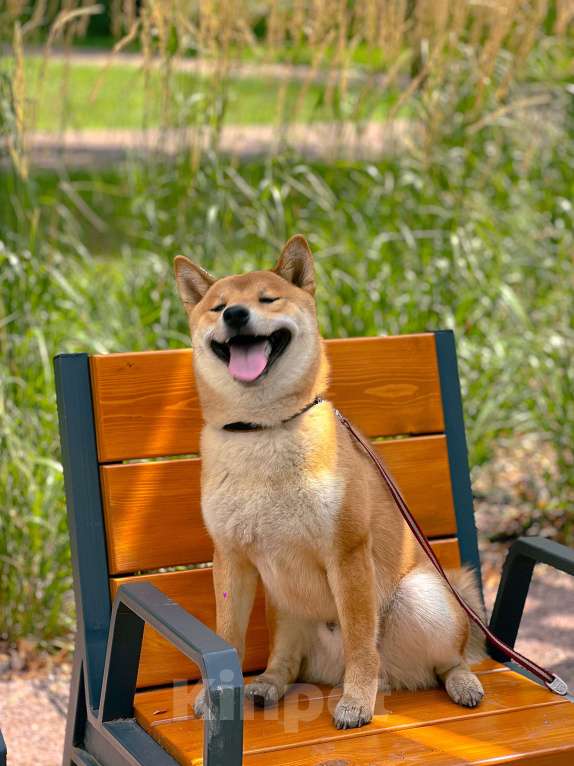 Собаки в Белгороде: Подрощенный сиба Мальчик, Бесплатно - фото 2