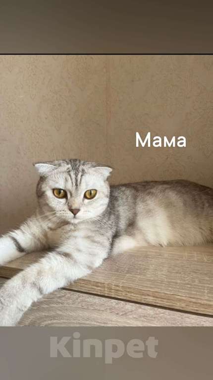 Кошки в Кемерово: Шотландские котята Девочка, 7 000 руб. - фото 2