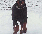 Собаки в Саратове: Доберман.вязка . Фотосессия ., 75 руб. - фото 3