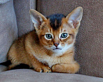 Кошки в Ливны: Абиссинские котята, 35 000 руб. - фото 3