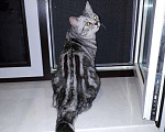 Кошки в Тамбове: Вязка, 2 500 руб. - фото 2