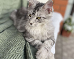 Кошки в Курске: Котёнок Мейн-кун Grand Мальчик, 25 000 руб. - фото 6