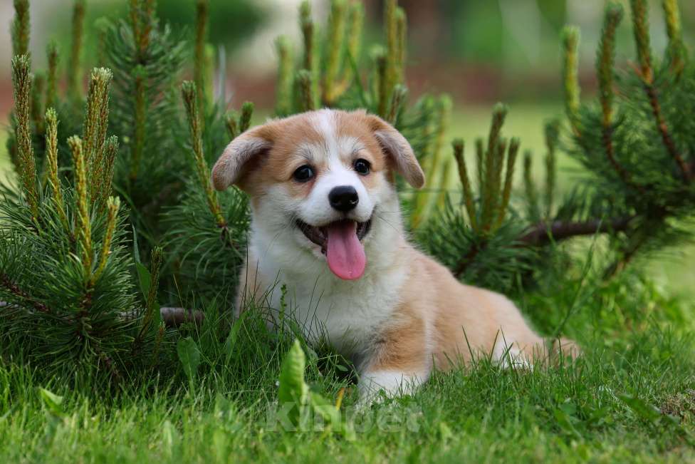 Собаки в Челябинске: Великолепный щенок Вельш корги пемброк  Девочка, 70 000 руб. - фото 5