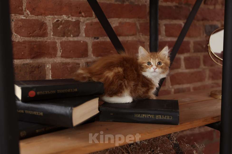 Кошки в Серпухове: Хоста Русские Цветы Курильский Бобтейл Девочка, 45 000 руб. - фото 5