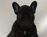 Собаки в Рязани: Девочка французского бульдога  Девочка, 30 000 руб. - фото 1