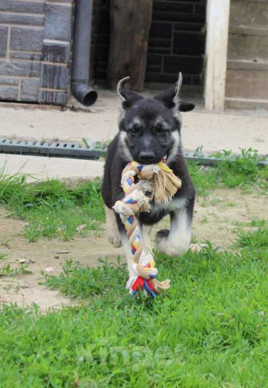 Собаки в Москве: Щенки восточноевропейской овчарки  Девочка, 45 000 руб. - фото 3
