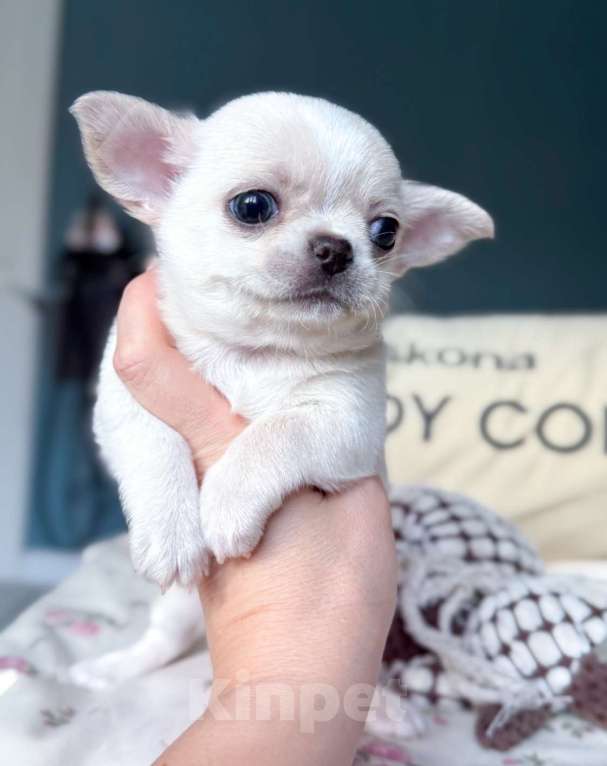 Собаки в Москве: Шикарный кукольный мальчик  Мальчик, 50 000 руб. - фото 2