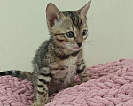 Кошки в других городах Свердловской области: Бенгальский котёнок Девочка, Бесплатно - фото 1