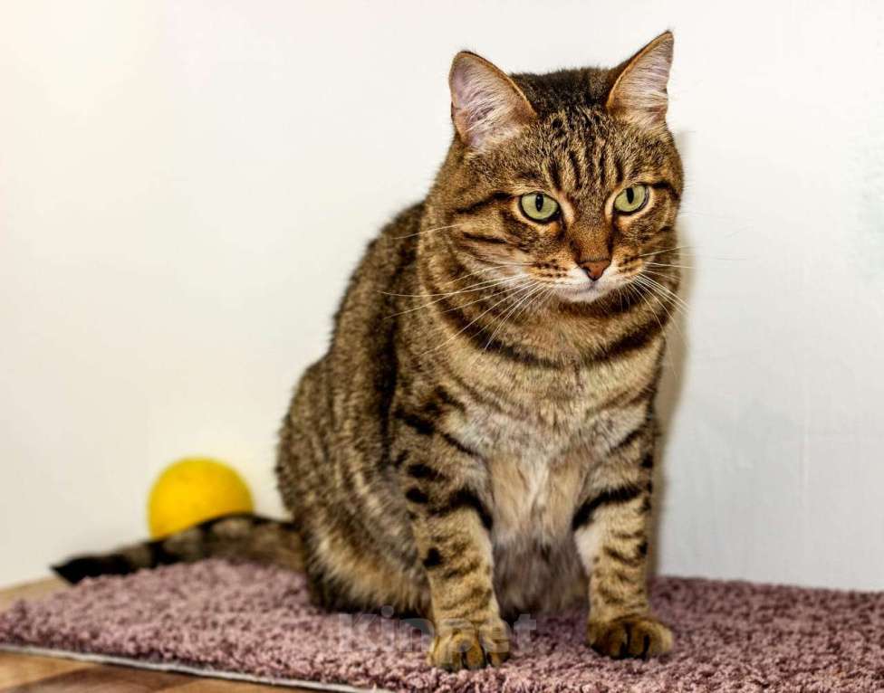 Кошки в Москве: Кошечка Люся ищет доброе сердце Девочка, Бесплатно - фото 2