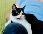 Кошки в Москве: Глазастый котенок Домино в добрые руки Мальчик, 1 руб. - фото 2