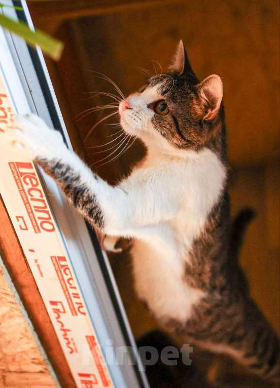 Кошки в Солнечногорске: Кошка-ягодка Морошка Девочка, Бесплатно - фото 2