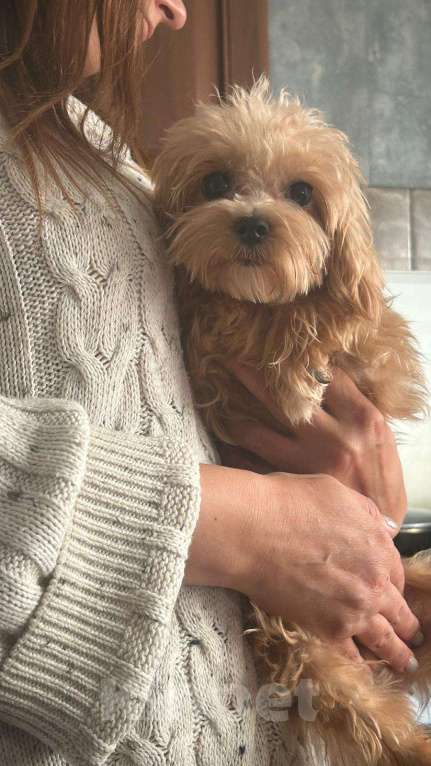 Собаки в Красногорске: Подрощенный коьель мальтипу F1 Мальчик, 70 000 руб. - фото 2