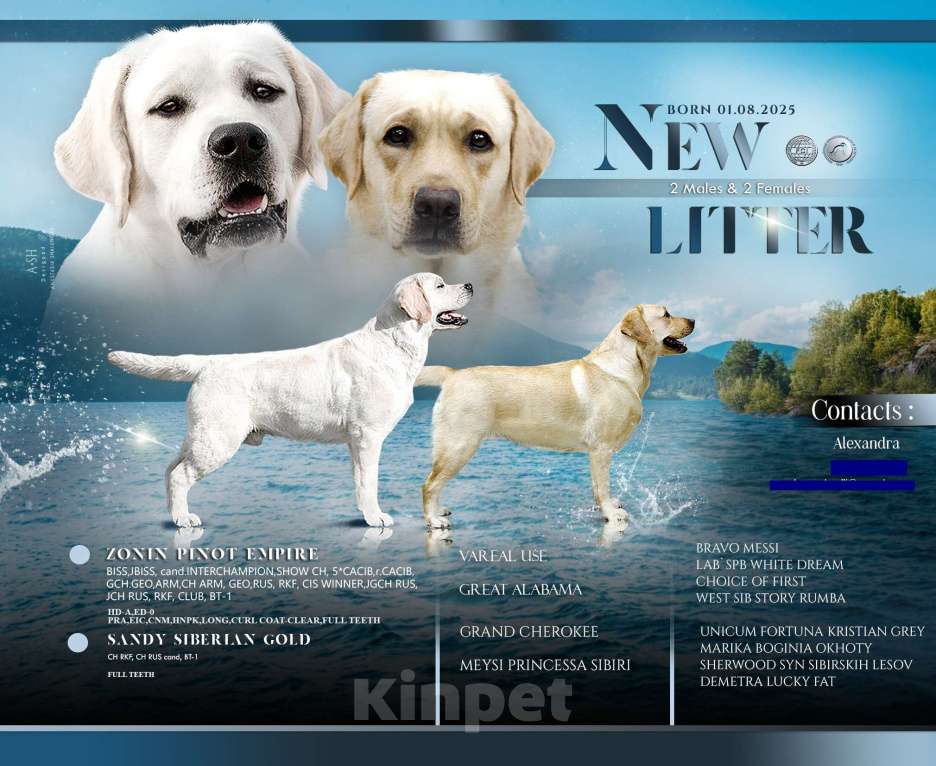 Собаки в Новокузнецке: Щенки Лабрадора РКФ  Девочка, 60 000 руб. - фото 6