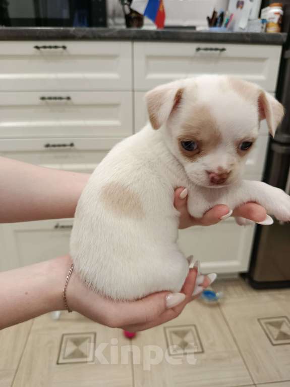 Собаки в Иваново: Щенок девочка чихуахуа Девочка, 25 000 руб. - фото 2