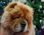 Собаки в Новосибирске: Чау Миша ждет невесту Мальчик, Бесплатно - фото 1