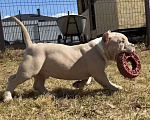 Собаки в Москве: Американский булли щенок Мальчик, Бесплатно - фото 2
