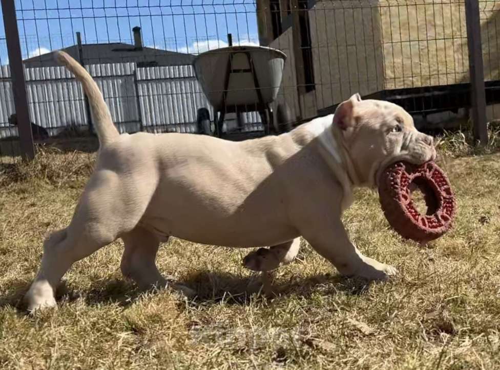 Собаки в Москве: Американский булли щенок Мальчик, Бесплатно - фото 2