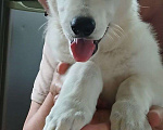 Собаки в Санкт-Петербурге: Высокопородный щенок белой швейцарской овчарки,Девочка 2 Девочка, 70 000 руб. - фото 6