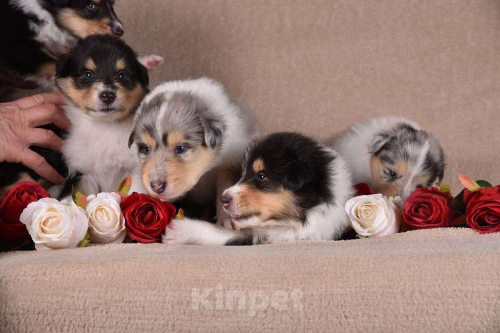 Собаки в Новосибирске: Щенки колли.высокопородные щенки колли.ДокументыРКФветпаспортОчень перспективные о Мальчик, 60 000 руб. - фото 2