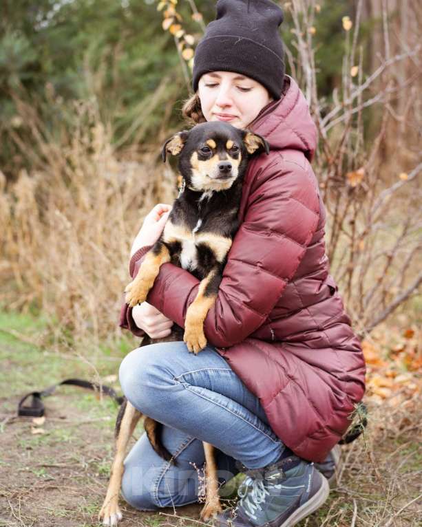 Собаки в Москве: Маленькая собачка из приюта ищет семью. Девочка, Бесплатно - фото 5