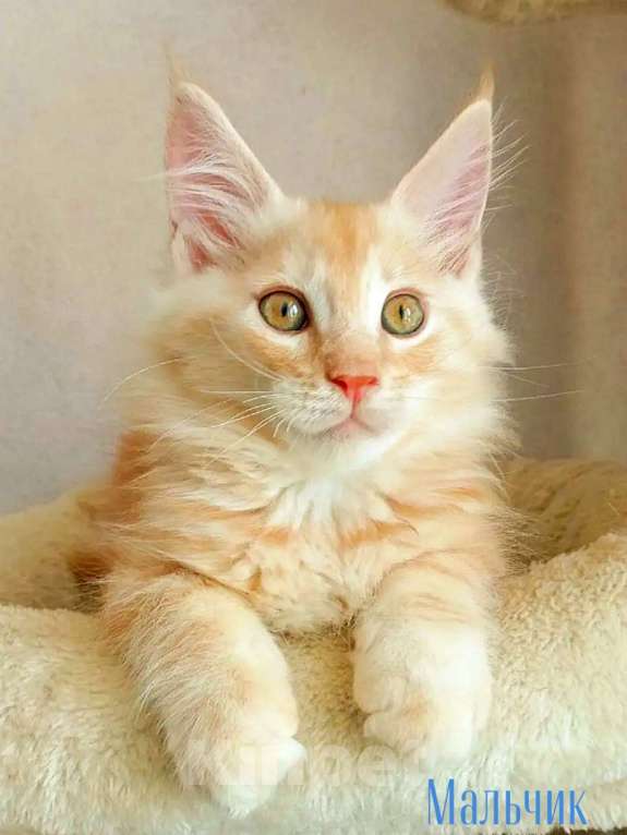 Кошки в Энгельс: Предлагаем очаровательных котят Мейн-кун, выращенных в любви и заботе. Малыши очень ласковые. Мальчик, Бесплатно - фото 2