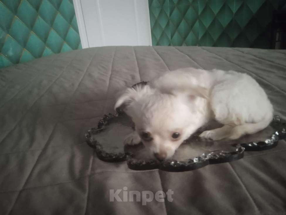 Собаки в Санкт-Петербурге: Чихуахуа девочка мелкий стандарт Девочка, 22 000 руб. - фото 2