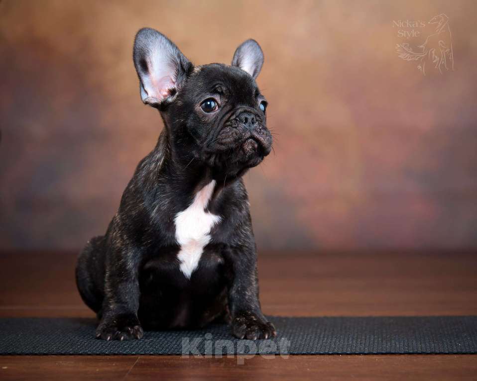 Собаки в Ростове-на-Дону: Готовы к переезду щенки французкого бульдога. Мальчик, 50 000 руб. - фото 6