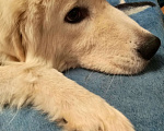 Собаки в Домодедово: Антей белоснежный щенок Мальчик, 5 000 руб. - фото 1