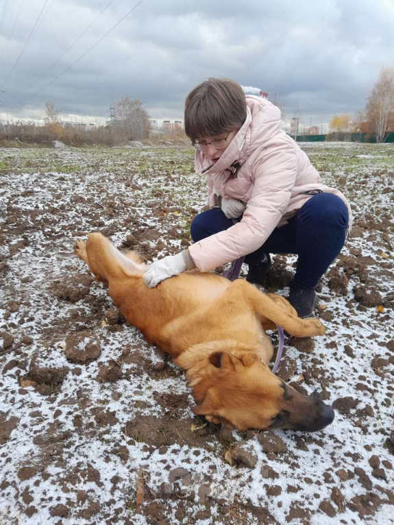 Собаки в Москве: Рыжее солнышко Мальчик, Бесплатно - фото 4