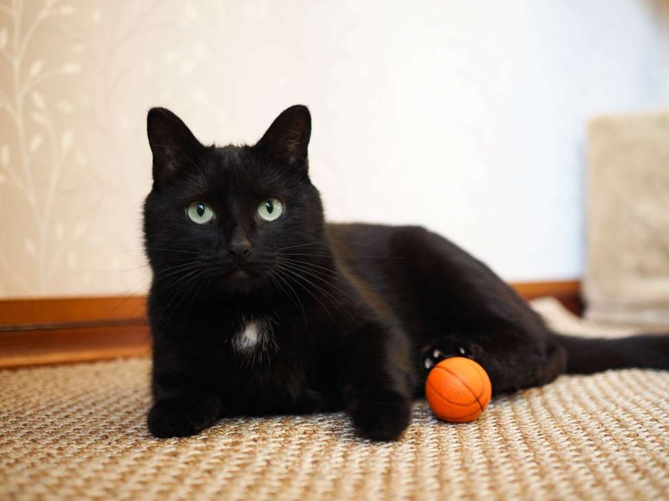 Кошки в Москве: Нежная кошка в добрые руки  Девочка, Бесплатно - фото 9