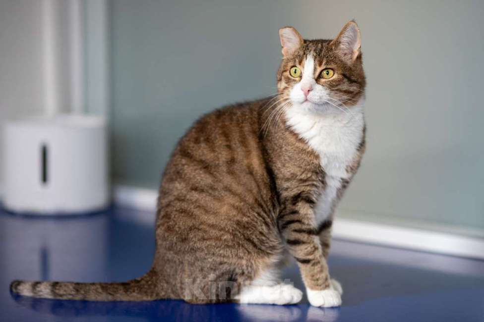 Кошки в Москве: Кот Филя в добрые руки Мальчик, Бесплатно - фото 5