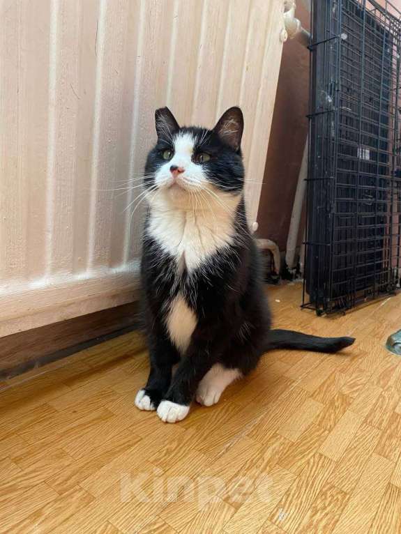 Кошки в Санкт-Петербурге: Маркиз ищет добрые руки Мальчик, Бесплатно - фото 8