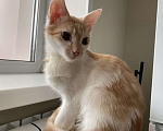 Кошки в Брянске: Котята  Мальчик, Бесплатно - фото 4