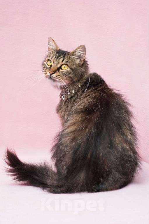 Кошки в Москве: Кошечка Серенада в поисках дома Девочка, Бесплатно - фото 2