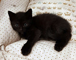 Кошки в Санкт-Петербурге: Малюсенький черный котёнок с голубыми глазками Мальчик, Бесплатно - фото 10