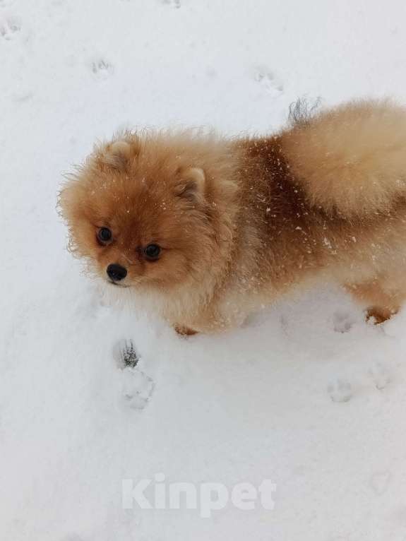 Собаки в Тюмени: Шпиц померанский Мальчик, 40 000 руб. - фото 5